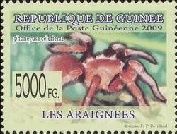 Phoneyusa celerierae