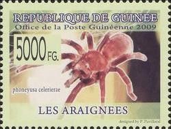 Phoneyusa celerierae2