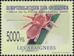 Phoneyusa celerierae3