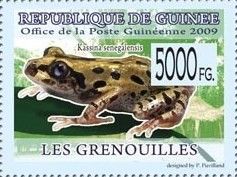 Kassina Senegalensis