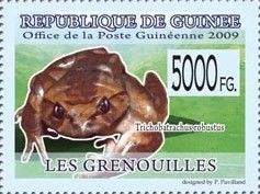 Trichobatrachus robustus