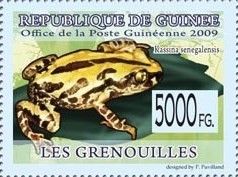 Kassina Senegalensis