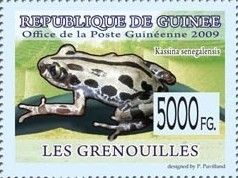 Kassina Senegalensis