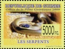 Crotaphopeltis hotamboeia