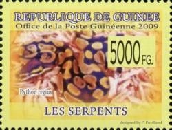 Python regius