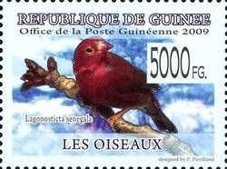 Red-billed Firefinch (Lagonosticta senegala)