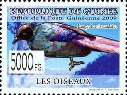 Long-tailed Glossy Starling (Lamprotornis caudatus)