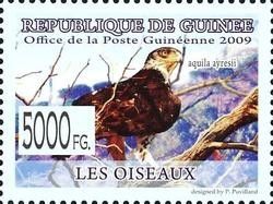 Ayres's Hawk-Eagle (Aquila ayresii)