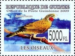 Cut-throat Finch (Amadina fasciata)