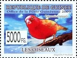 Red-billed Firefinch (Lagonosticta senegala)