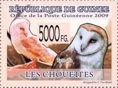 Western Barn Owl (Tyto alba)