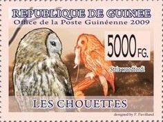 African Wood Owl (Strix woodfordii)