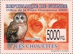 African Wood Owl (Strix woodfordii)
