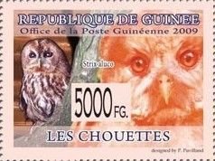 Tawny Owl (Strix aluco)