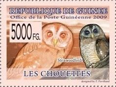 African Wood Owl (Strix woodfordii)