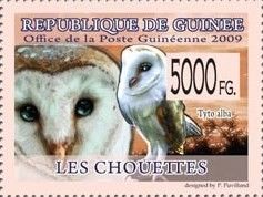 Western Barn Owl (Tyto alba)
