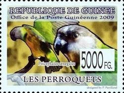 Senegal Parrot (Poicephalus senegalus)