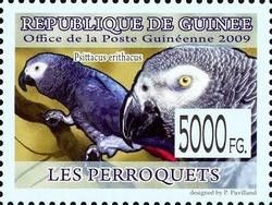 Grey Parrot (Psittacus erithacus)