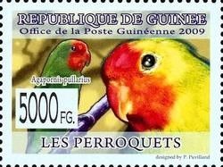 Red-headed Lovebird (Agapornis pullarius)