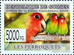 Rosy-faced Lovebird (Agapornis roseicollis)