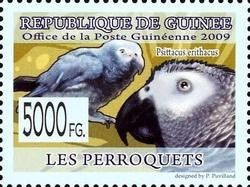 Grey Parrot (Psittacus erithacus)