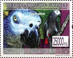Grey Parrot (Psittacus erithacus)