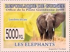 Loxodonta africana