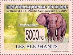 Loxodonta africana