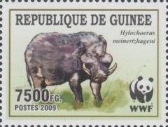 Giant Forest Hog (Hylochoerus meinertzhageni)