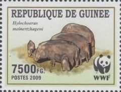 Giant Forest Hog (Hylochoerus meinertzhageni)