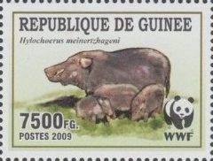 Giant Forest Hog (Hylochoerus meinertzhageni)