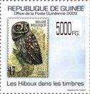 Little Owl (Athene noctua)