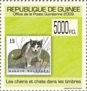 Domestic Cat (Felis silvestris catus)