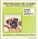 South African Boerboel (Canis lupus familiaris)
