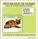Burmese (Felis silvestris catus)