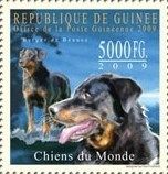 Berger de Beauce (Canis lupus familiaris)