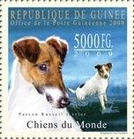 Parson Russell Terrier (Canis lupus familiaris)