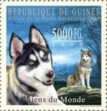 Sibirian Husky (Canis lupus familiaris)