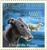 Greyhound (Canis lupus familiaris)