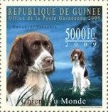 French Spaniel (Canis lupus familiaris)