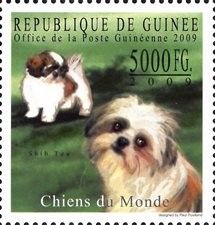 Shih Tzu