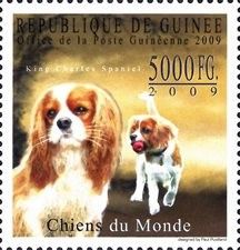 King Charles Spaniel
