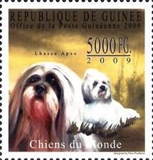 Lhasa Apso