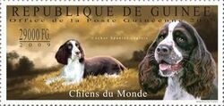 Cocker Spaniel anglais