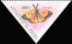 Colias croceus