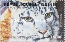 Snow Leopard (Uncia uncia)