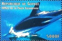Dusky Dolphin (Sagmatias obscurus)