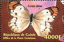Colotis danae