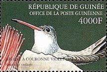 Violet-crowned Hummingbird (Amazilia violiceps)