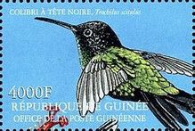 Black-billed Streamertail (Trochilus scitulus)